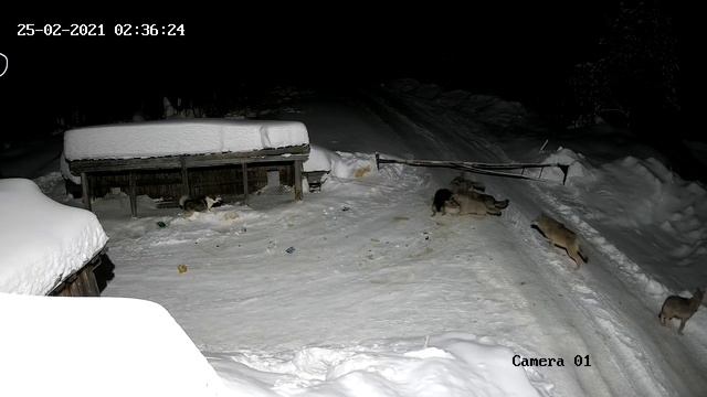 Волки держут в страхе Красновишерск. смотреть онлайн