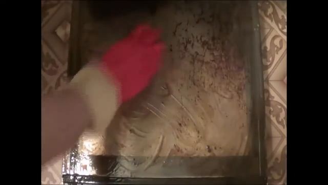 Amway против газовой плиты( не реклама )