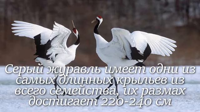 Журавль. Интересно знать смотреть онлайн