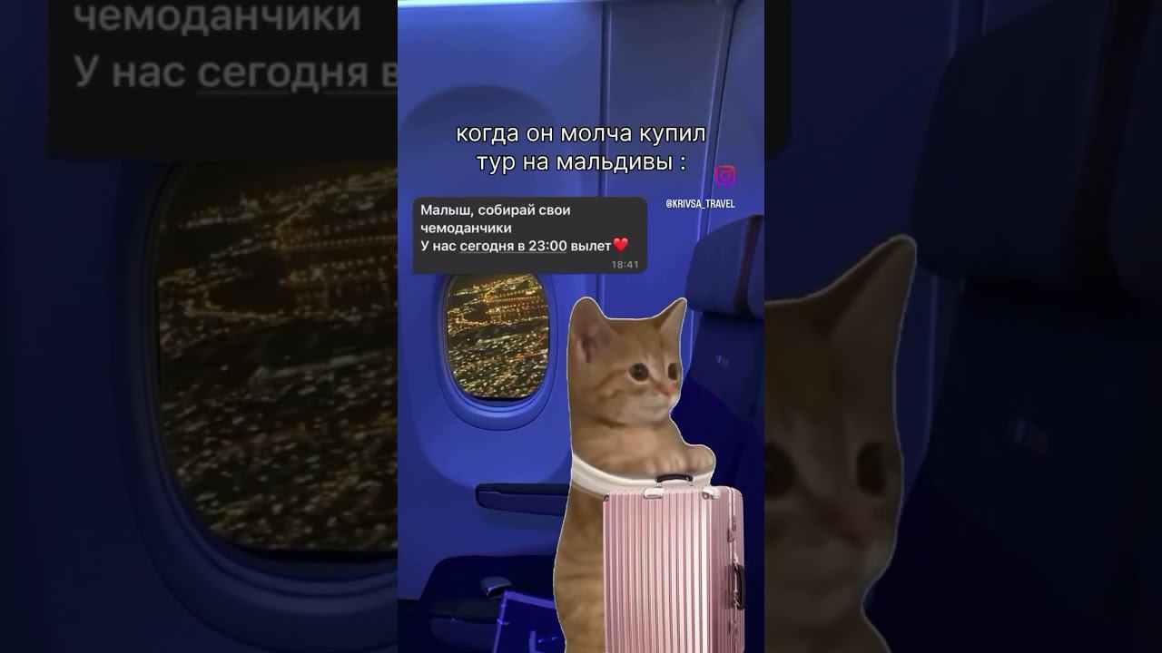 #замуж_за_американца #юмор #юмор #котики