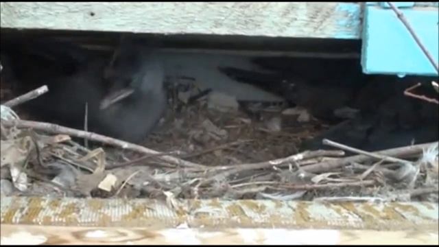 Галка и интересные факты о ней