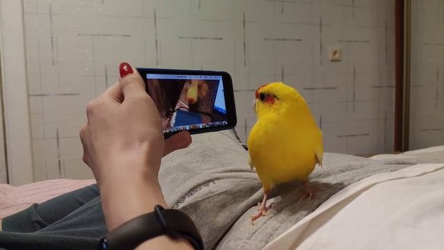 голубиная почта 21 век смотреть онлайн