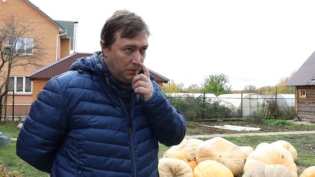 Почему нельзя есть много тыквы, как вырастить 500-килограммовые плоды. ВСЕ О ТЫКВАХ