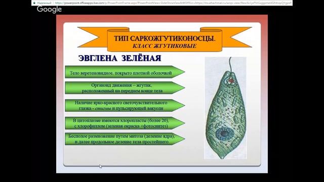 ЕГЭ по биологии 11 класс Занятие №1 Царство животные Общая характеристика Подц смотреть онлайн