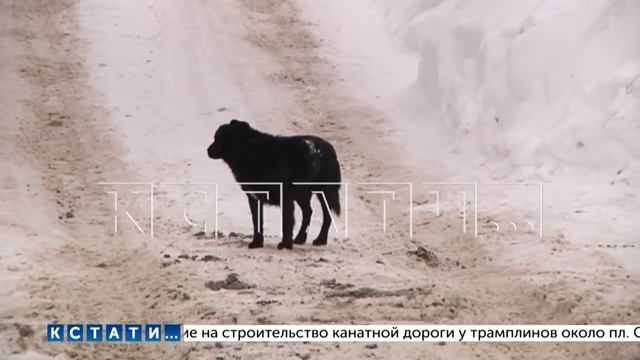 Чтобы спасти прохожих от сорвавшегося с цепи пса, сотрудникам полиции пришлось открыть огонь смотреть онлайн