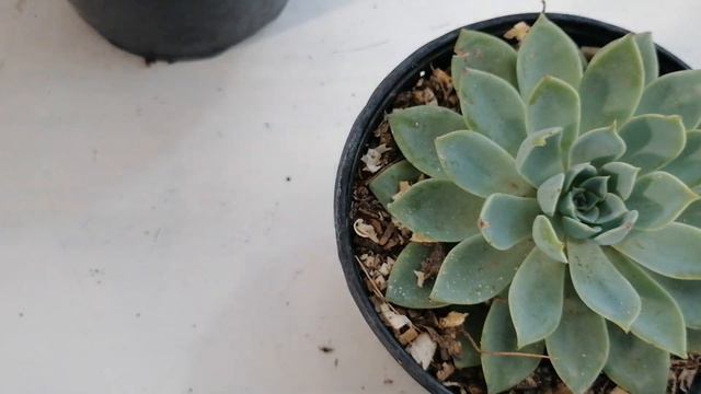 Echeveria blue atoll cuidados suculentas donsuculento смотреть онлайн