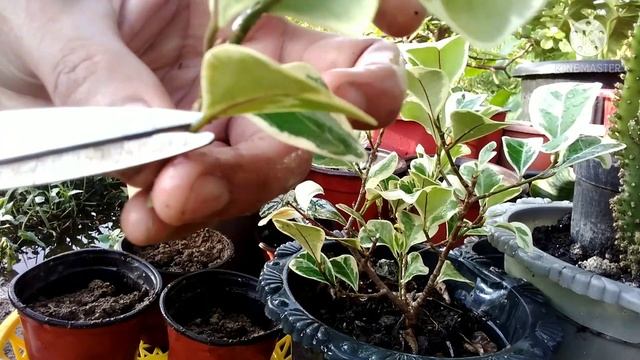 FICUS TRIANGULARIS VARIEGATED PLANT CARE/PROPAGATION TIPS смотреть онлайн