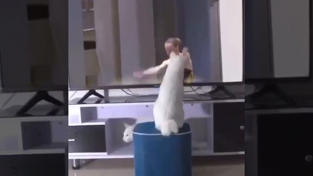 Кот, который может испортить карьеру смотреть онлайн