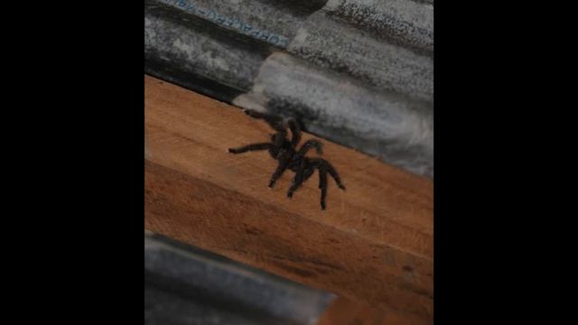 Лекция по Южной Америке. 30 января 2014г. смотреть онлайн