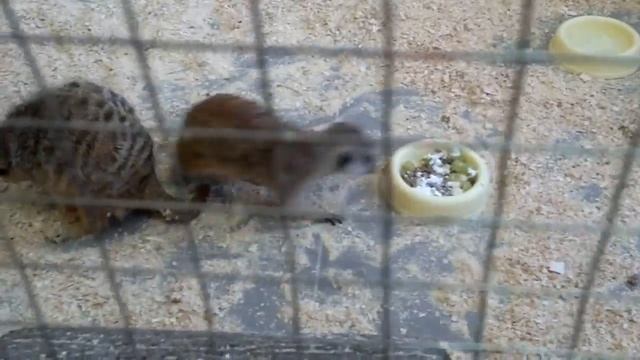 Прикол. Сурикаты. Интересный факт Редкие кадры как едят сурикаты))) Самка не подпускает к еде самца смотреть онлайн