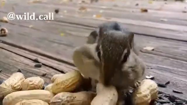 Милый милый бурундучок ив правда ведь смотреть онлайн