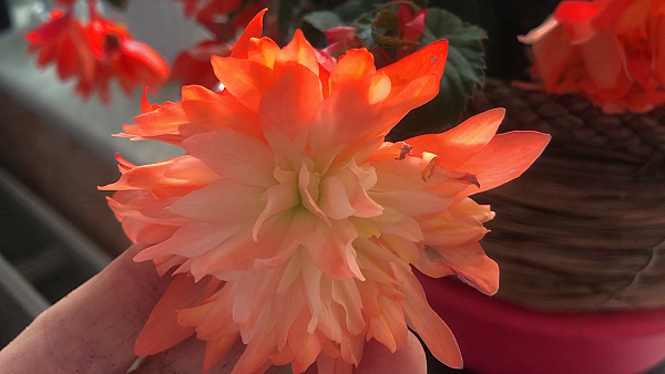 Лунный календарь посадок на ИЮНЬ 2024 г.