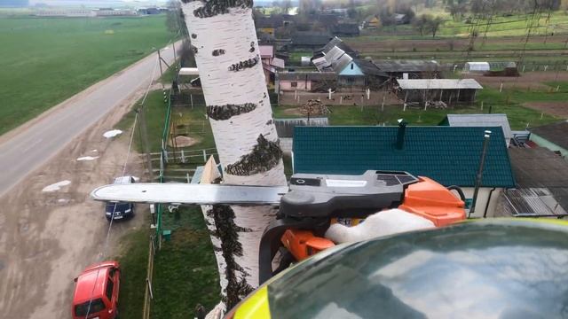 Арбористика‼️удаление большой гниющей березы ? Arborist‼️ Removal Of A Large Rotting Birch ?‼️