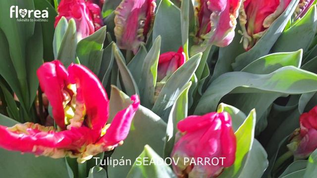 Tulipán SEADOV PARROT - Florea.cz смотреть онлайн