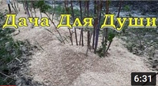 Что делать весной с МАЛИНОЙ? смотреть онлайн