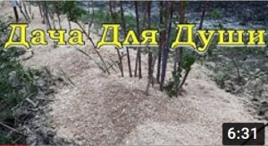 Что делать весной с МАЛИНОЙ?