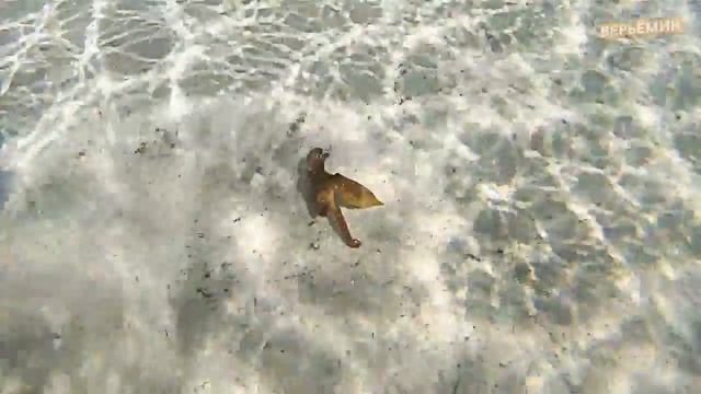 10 САМЫХ ЯДОВИТЫХ ЖИВОТНЫХ В МИРЕ!