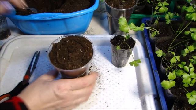 РАССАДА СЕЛЬДЕРЕЯ . ДЕЛАЮ ПЕРЕВАЛКУ. ХРАНЕНИЕ. смотреть онлайн