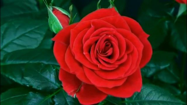 БУДЬТЕ КАК ДЕТИ смотреть онлайн