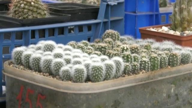 "У Дачи!": в мире кактусов. Часть №1. Выпуск от 10.12.18 смотреть онлайн