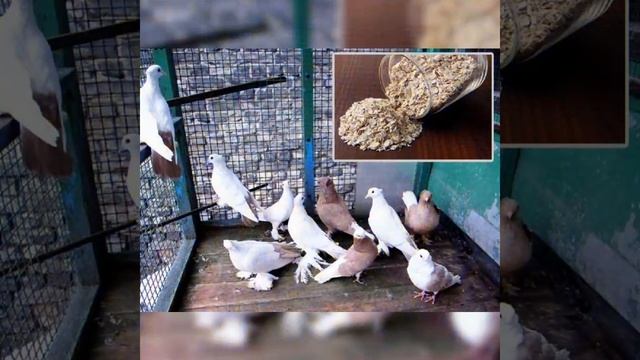 Как правильно кормить голубей смотреть онлайн