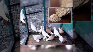 Как правильно кормить голубей