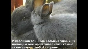 Детям о животных: кролики
