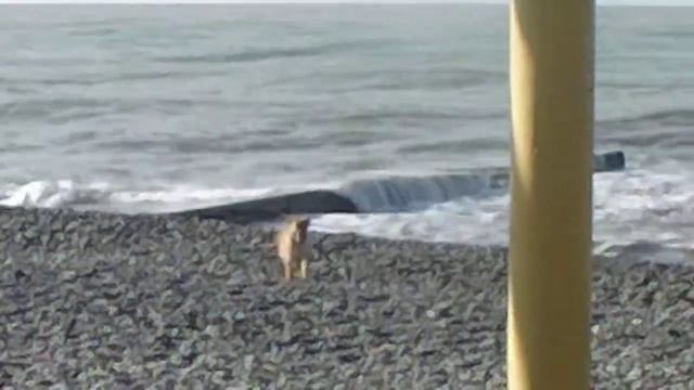 Адлер, море и собака... смотреть онлайн