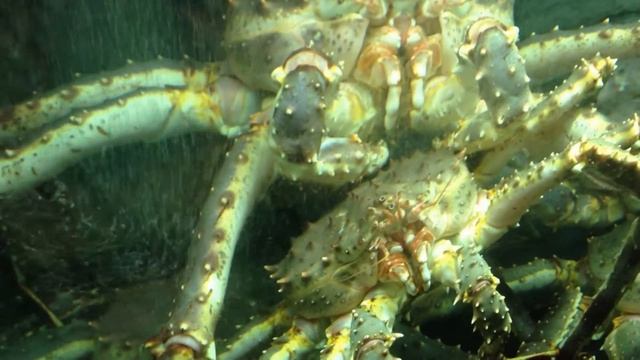 Крабы в аквариуме перед заказом смотреть онлайн