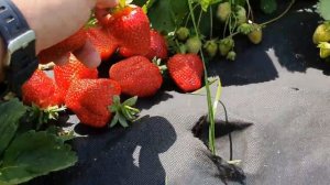 Клубника сорт АЗИЯ. Первый сбор???