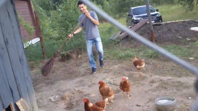 Петух атакует