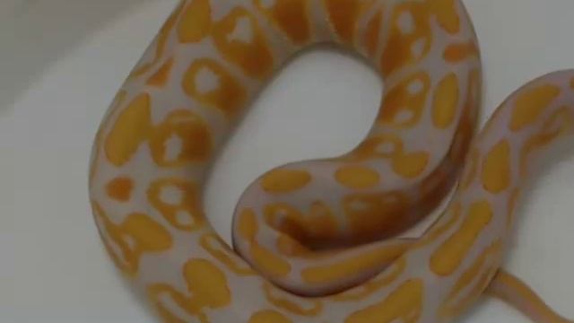 Lavender Albino Ball Python - 12-24-13 смотреть онлайн