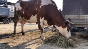 Скотный рынок Манас Четверг 2 ноября цены Скот ?