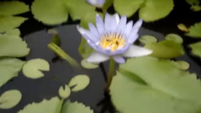 Nymphaea Caerulea смотреть онлайн