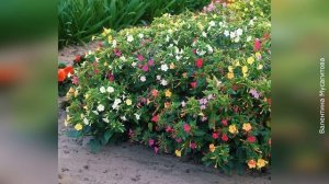 ❀ Самые ароматные садовые цветы. Часть 1