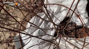 Обрезка Гортензии Метельчатой.  Ванила Фрайз.