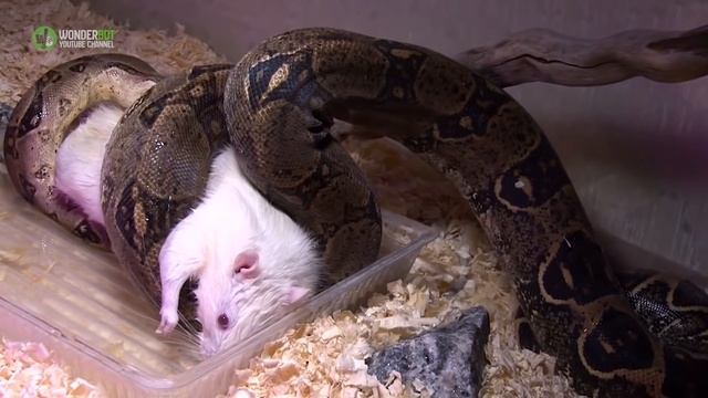 You Won’t Believe What Happened To This Python When He Tried To Eat A whole Porcupine смотреть онлайн