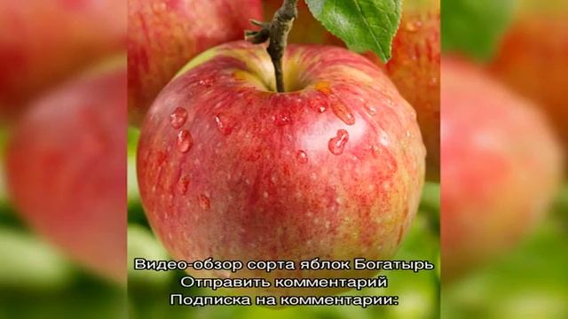 Зимний и устойчивый к парше сорт яблок Богатырь, фото и описание смотреть онлайн