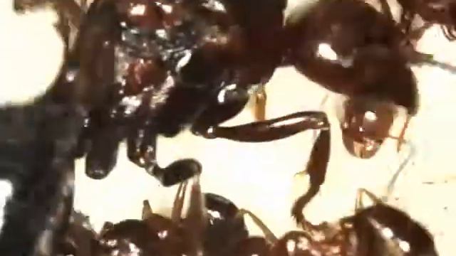 Messor sp смотреть онлайн