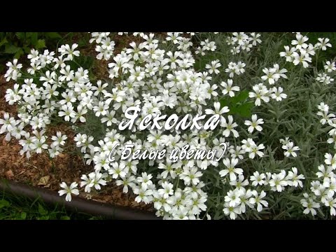 Ясколка.  Белые цветы.  Дачные картинки.