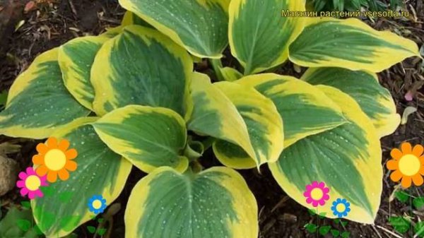 Хоста гибридная Маждести. Краткий обзор, описание характеристик hosta hybridum Majesty