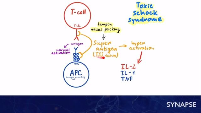 USMLE Step 1 - S. aureus | Synapse sketches смотреть онлайн