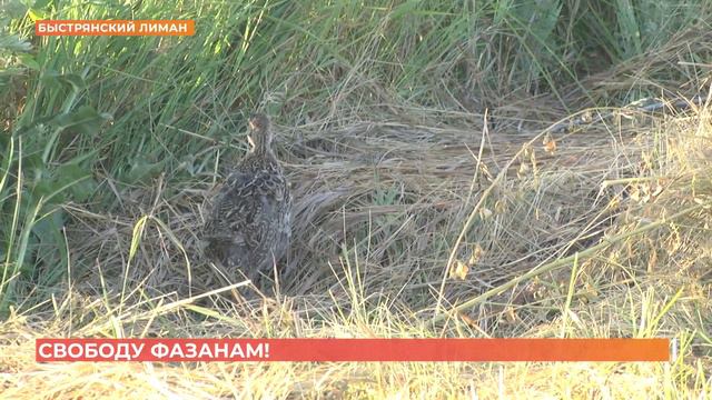 150 фазанов выпустили на волю в охотугодье "Быстрянский лиман" смотреть онлайн