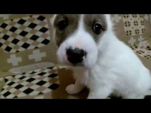 У нас пополнение в семье