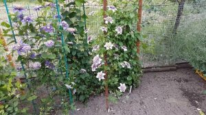 Клематис Виенетта . Clematis  Vienetta . Английский сорт клематиса . Группа флорида . Florida  .