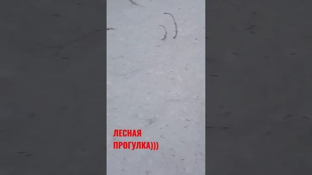 Прогулка по лесу Минского района... смотреть онлайн