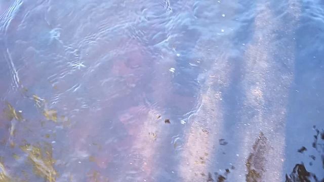 Отпускаю на свободу Кумженку. смотреть онлайн