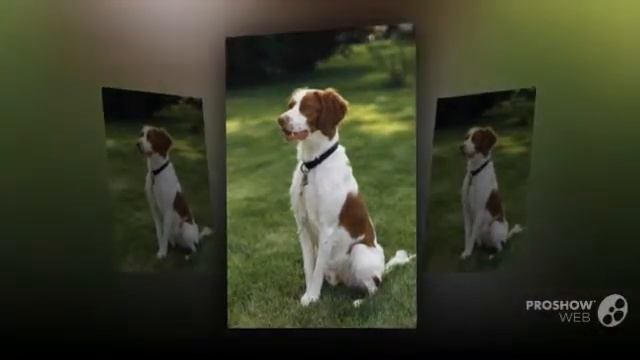 French Spaniel Dog breed смотреть онлайн