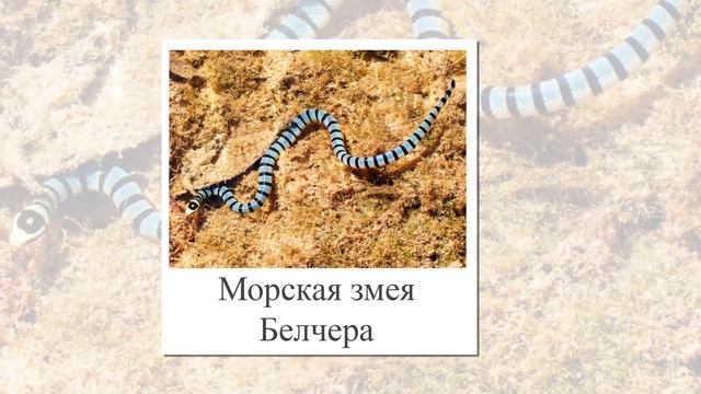 Змеи. Самые ядовитые и самые удивительные Змеи мира. смотреть онлайн