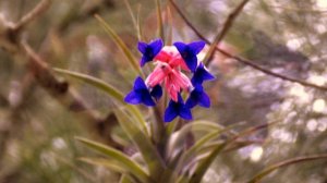 Clavel del Aire - Tillandsia xyphioides Ker